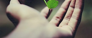 Grünes Kleeblatt in offener Hand