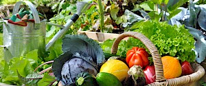 frisch geerntetes Gemüse aus eigenem Garten